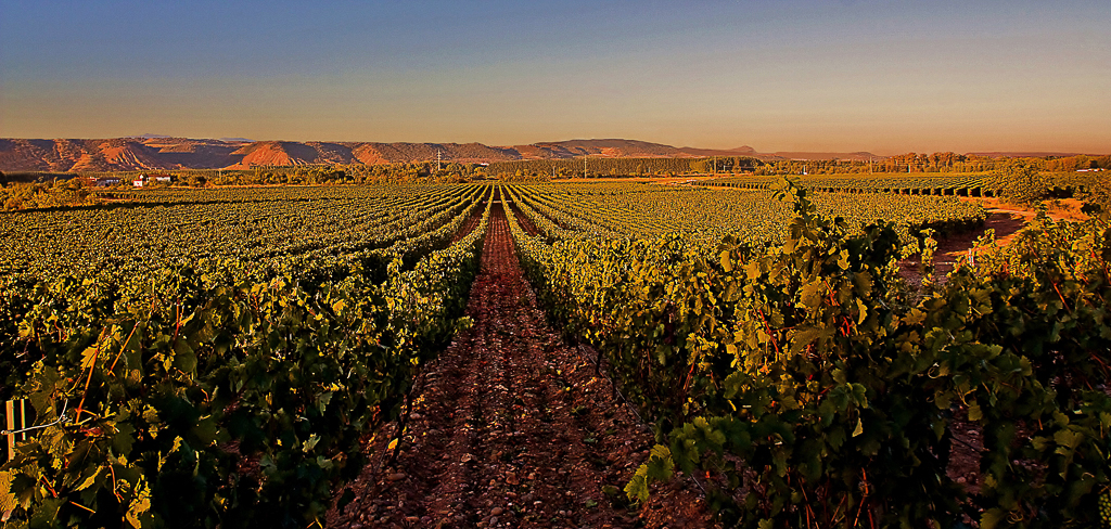 Rioja, más allá de la viura