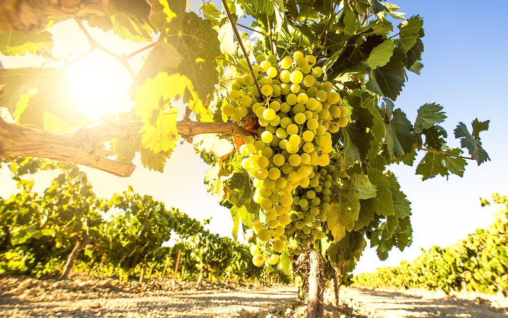 Verdejo, la austera cepa castellana