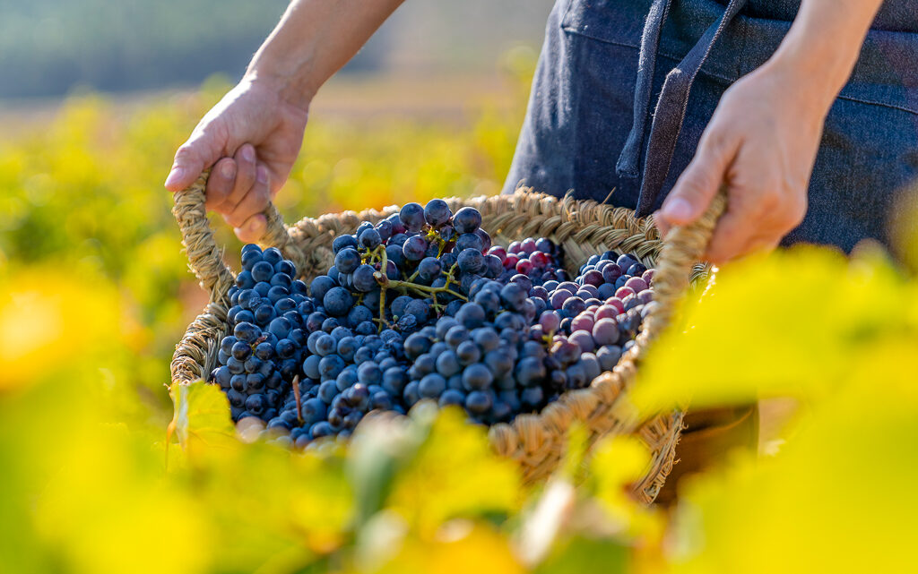 Redescubriendo la garnacha