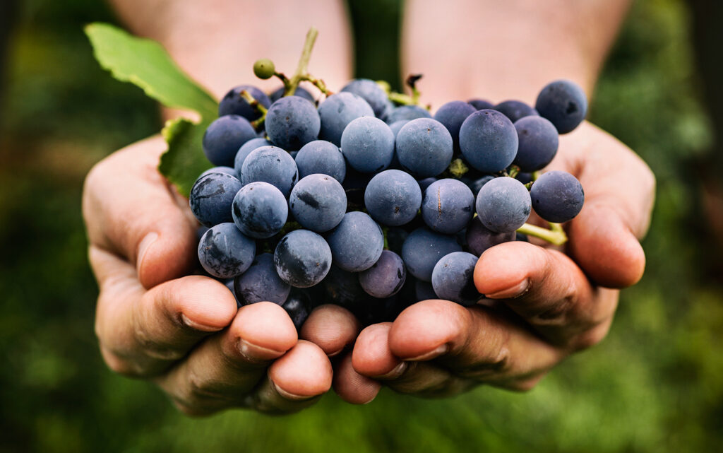 Tipos de uvas para elaborar el vino