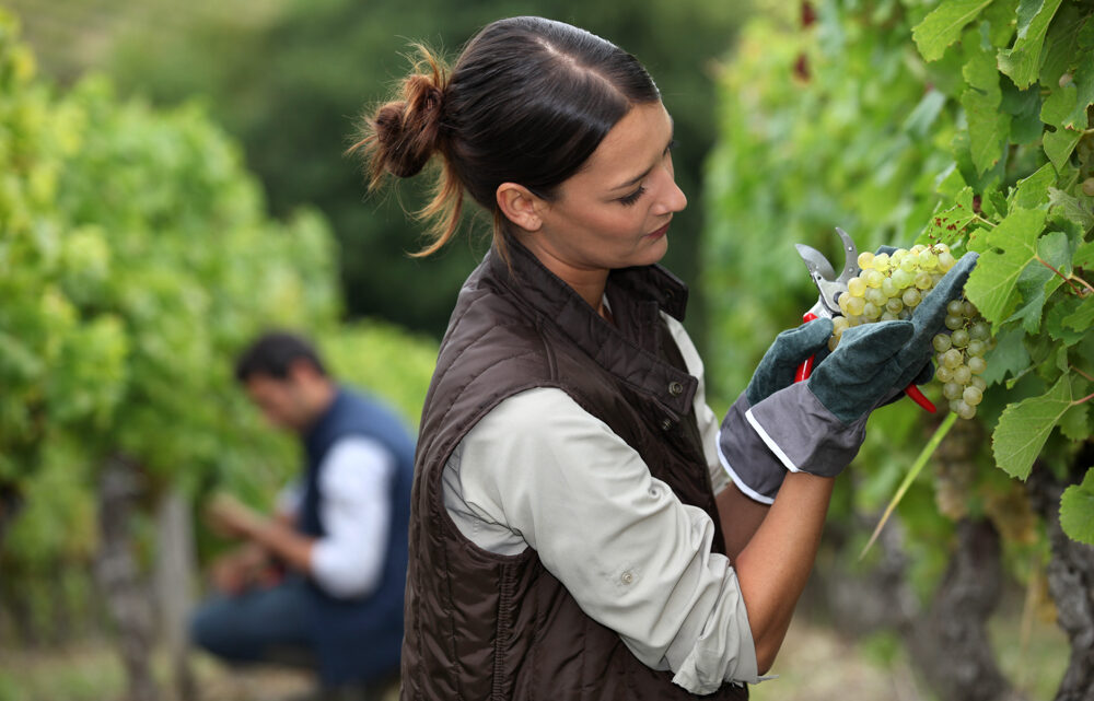 Bodega Bardos impulsa el emprendimiento de mujeres rurales