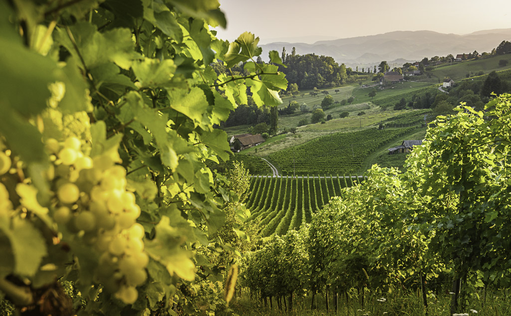 Los 3 vinos blancos imprescindibles para esta primavera