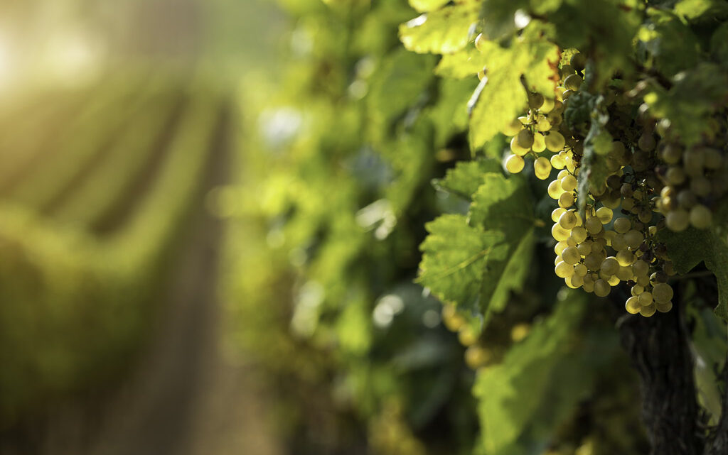 Garnacha blanca: expresión mediterránea con cuerpo y frescura