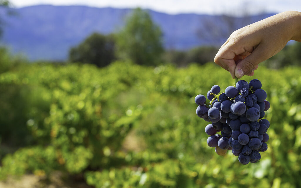 Oda a la garnacha de Navarra