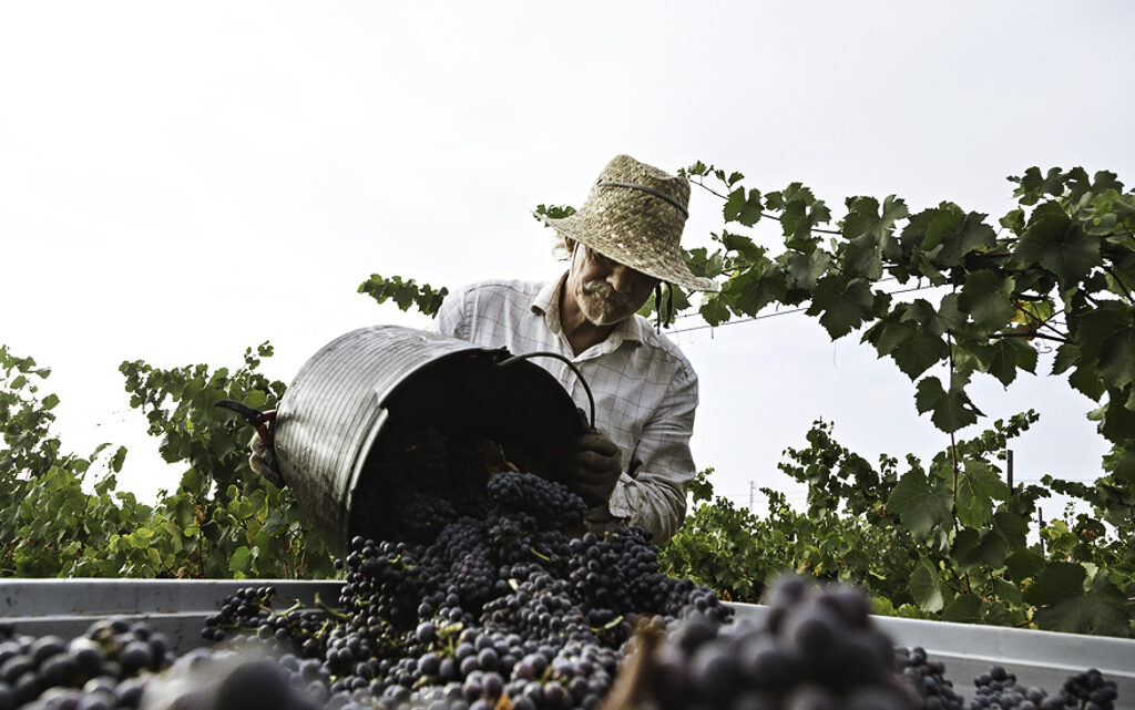 Grandes vinos ecológicos