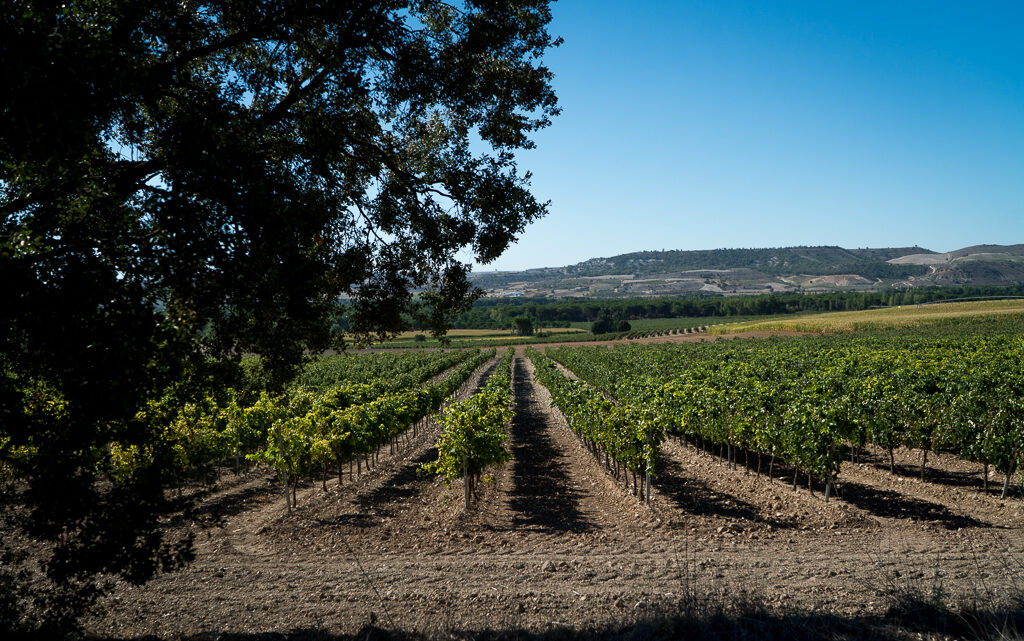 Grandes vinos de la Ribera del Duero