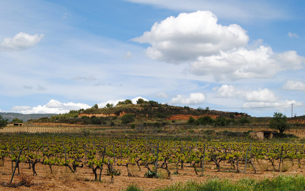 Tierra de garnachas, la unión hace la fuerza