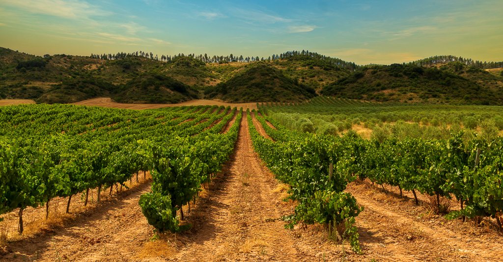 600 años de historia en el nuevo vino Príncipe de Viana Aniversario 2018