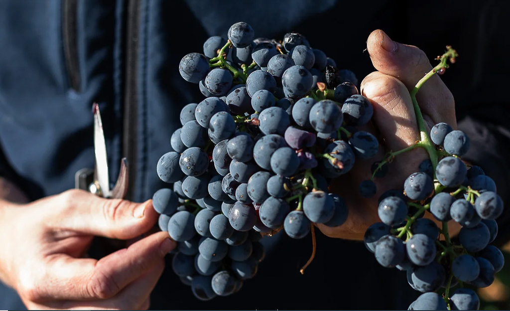 Garnacha, una variedad con mucho futuro