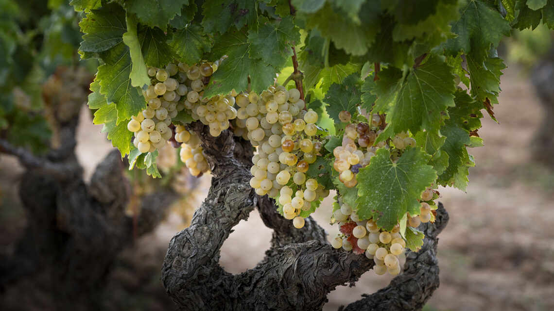 Garnacha blanca: elegante, vibrante y sin artificios