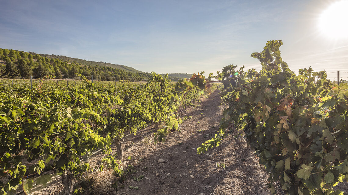 Ribera del Duero y dos garnachas: del Moncayo a Gredos