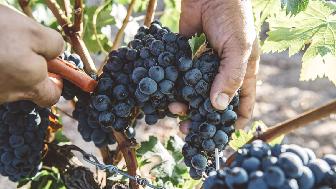 Tempranillo, garnacha y petit verdot: tres monovarietales para viajar por Ribera del Duero, Campo de Borja y La Mancha