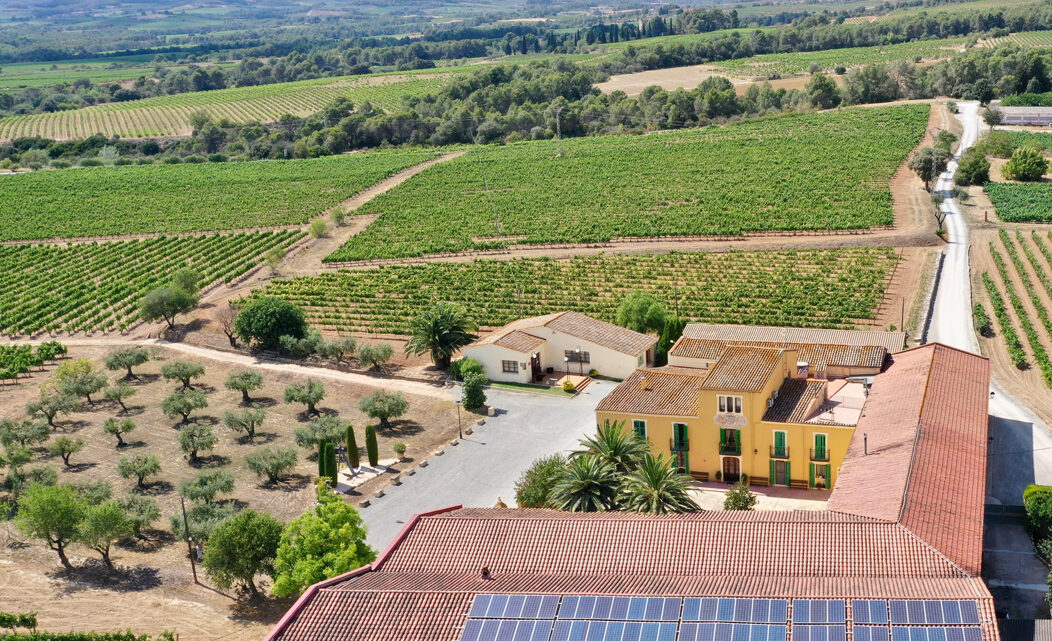 Celler Parató celebra 50 vendimias reivindicando su historia familiar y la singularidad del Penedès